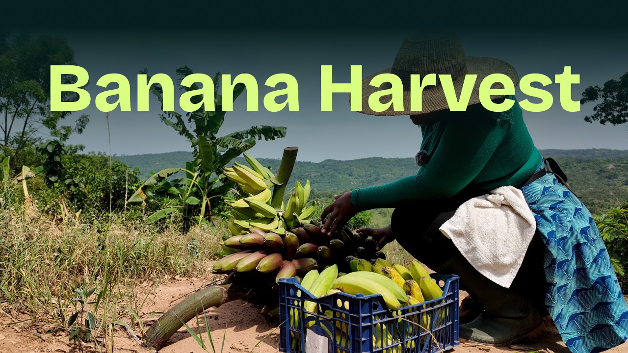 Banana Harvest in Our Orchard