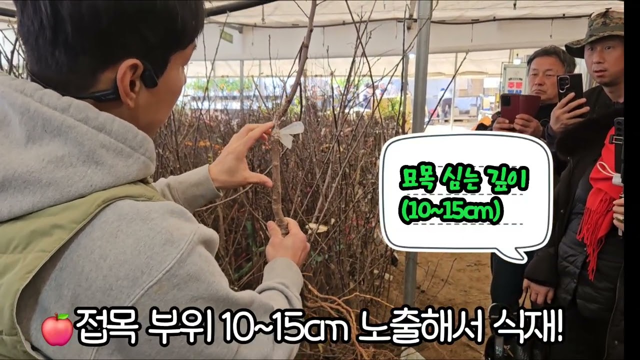 🍎 사과 묘목 1등 품종은? 문루즈부터 부사까지 완벽 정리 
