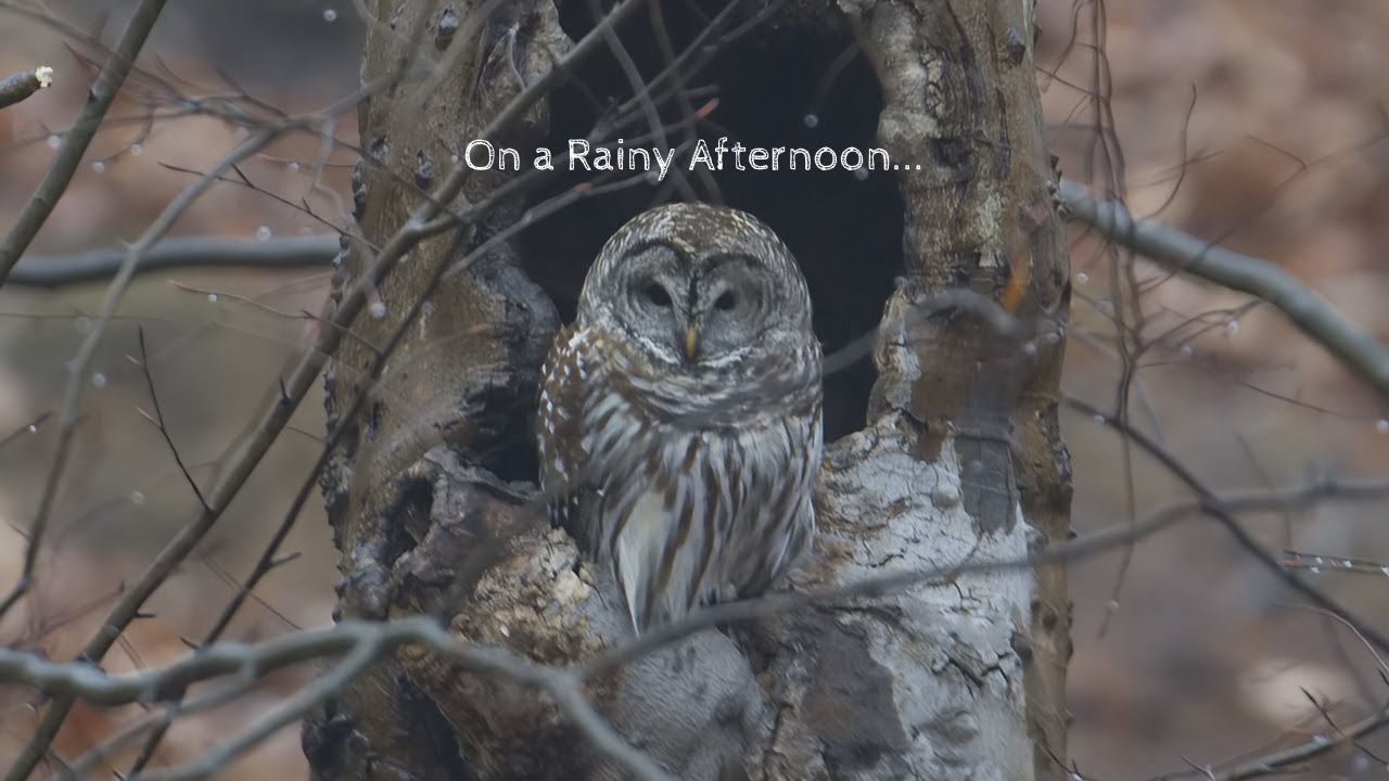 Barred Owl 12 | 26 | 2025