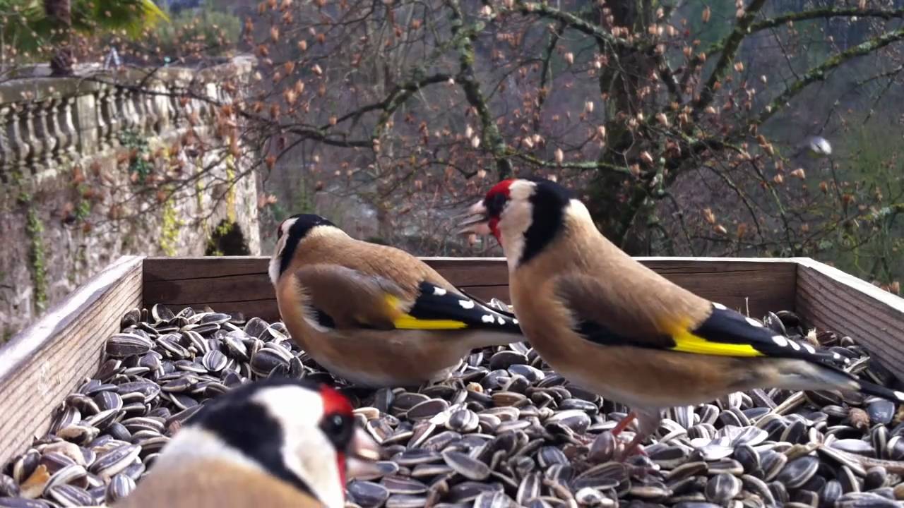 Incroyable vidéo de Chardonneret élégant en liberté - European Goldfinch