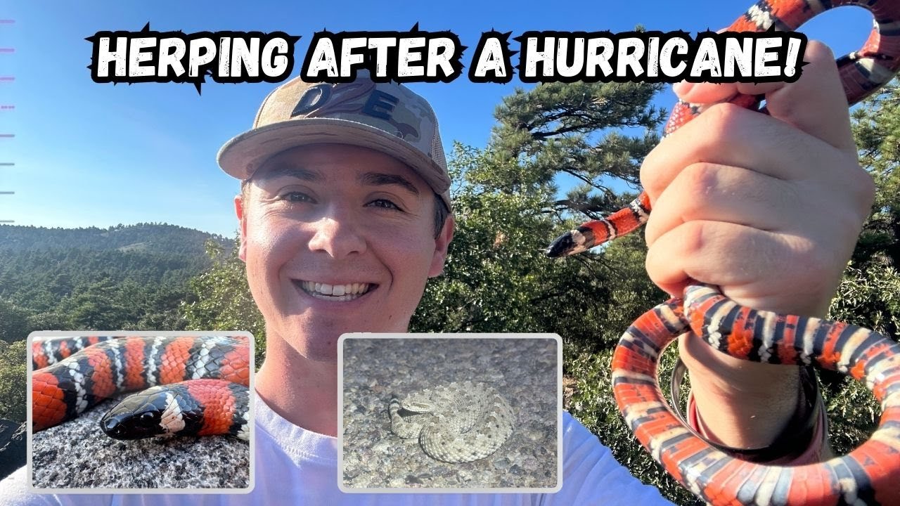 Herping After A HURRICANE! SoCal Herp Trip