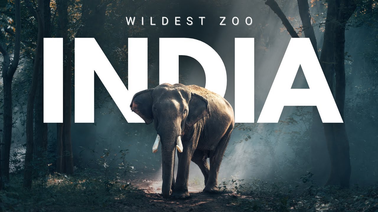 The Wild Side of Chhatbir Zoo: Full Vlog & Safari Experience! 🦁