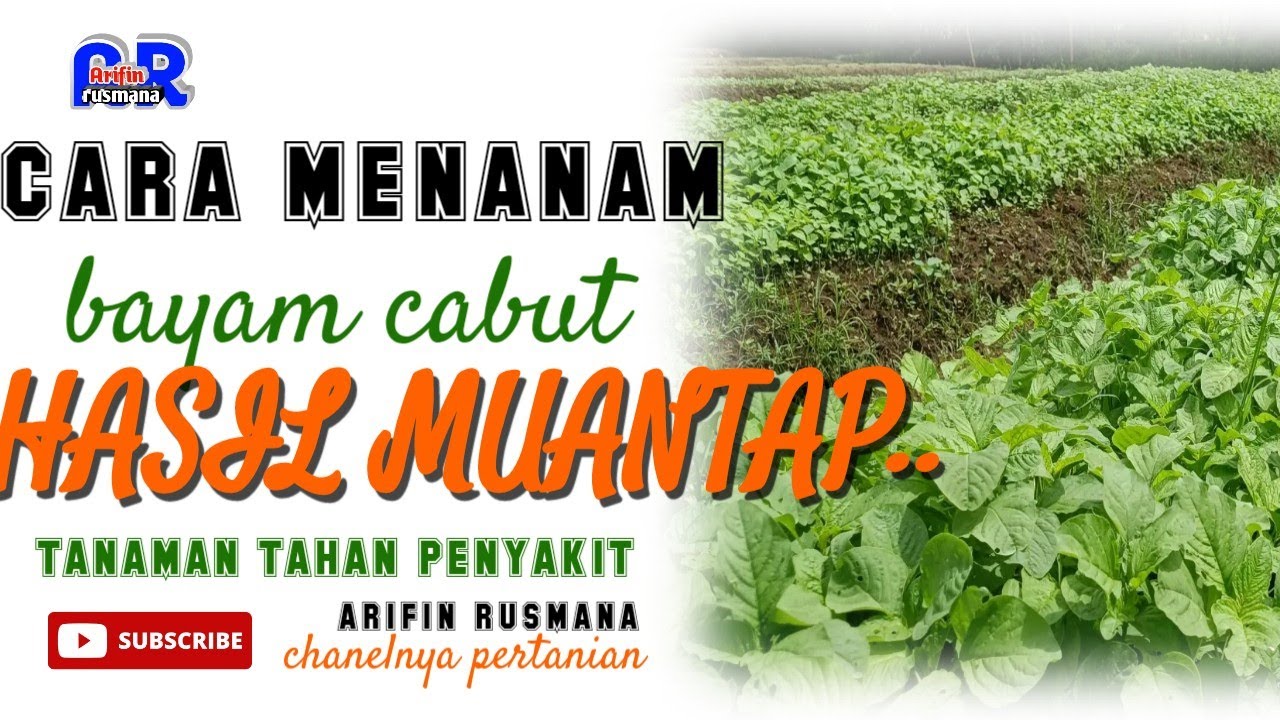 CARA MENANAM BAYAM CABUT DARI PENGOLAHAN HINGGA SEMAI SUPAYA HASIL MANTAP