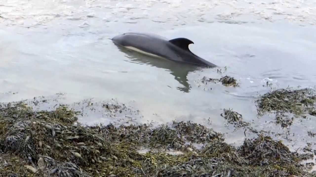 Stranded dolphin in Cork