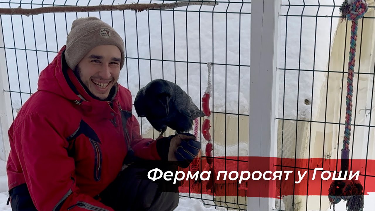Развел ферму поросят для ворона! Новые игры