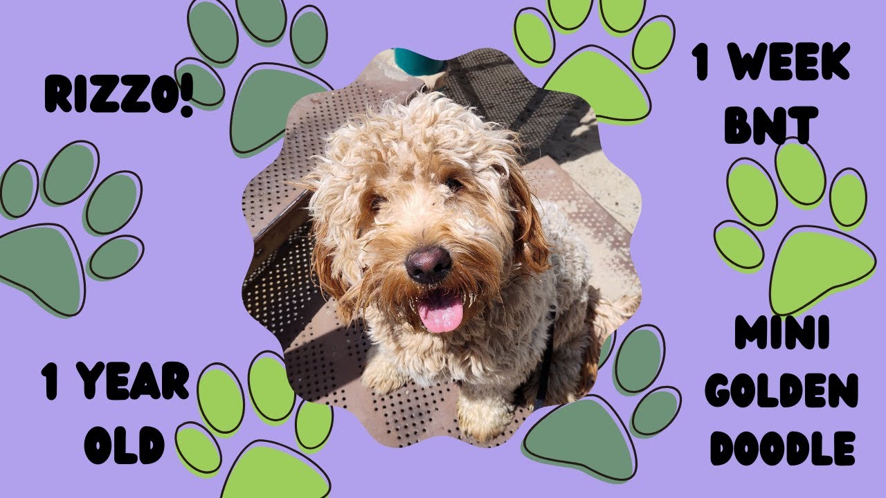 Salt Lake City Dog Trainers ||| OLK9 Utah ||| 1 Year Old Mini Goldendoodle, Rizzo