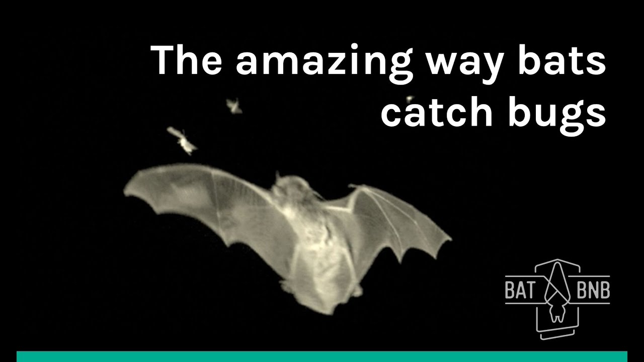 How do bats catch bugs?