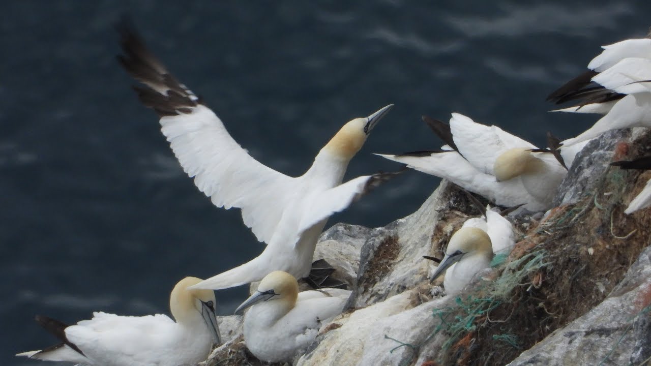Głuptaki / Gannets / Morus bassanus