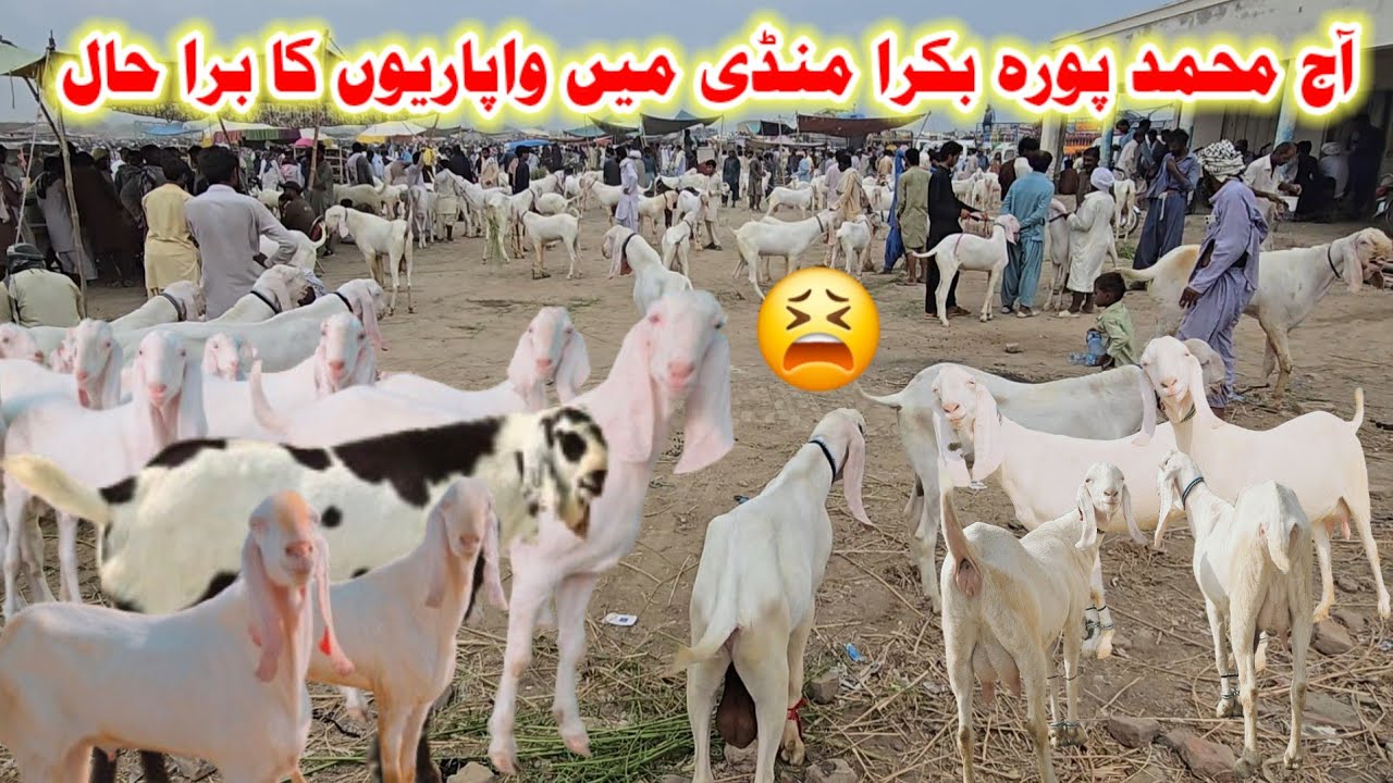 August 25, biggest bakra mandi muhammad pura fursh update #at #nadirbalochgoatfarmmandi #pinkgulabi