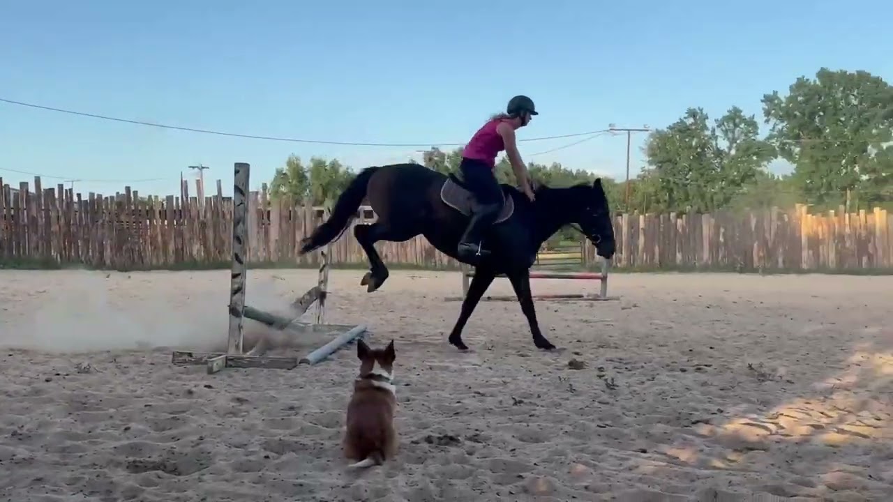 Western Afleet 4 year old gelding