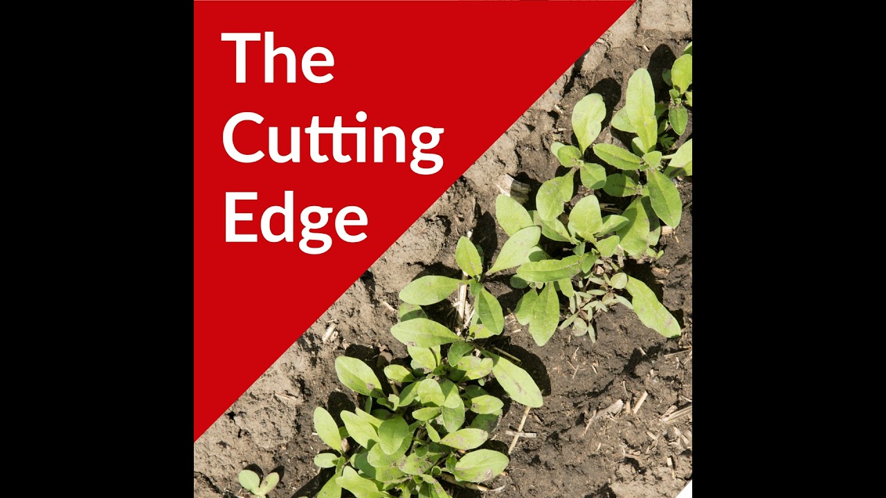 Episode #39: Winter Camelina as a Cover Crop