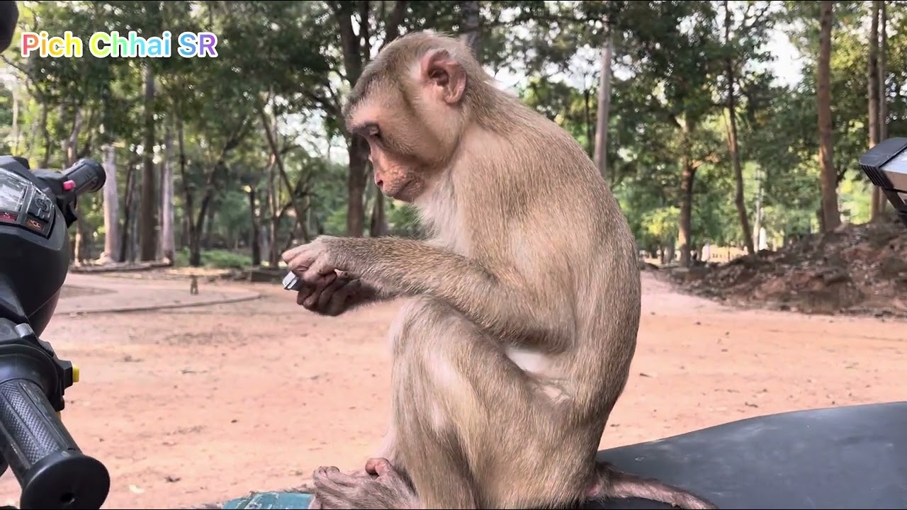 Monkey ride motorcycle 