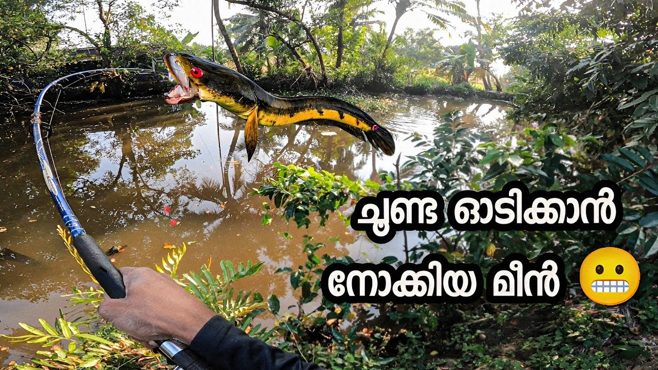 ജീവൻ പണയപ്പെടുത്തിയുള്ള മീൻപിടുത്തം 😵‍💫#snakehead  