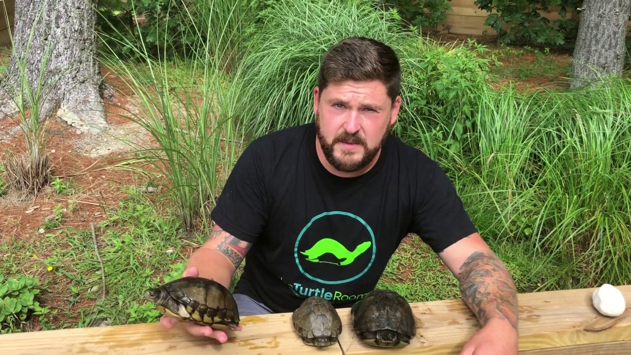 Husbandry and Reproduction of Terrapene coahuila by Chris Leone
