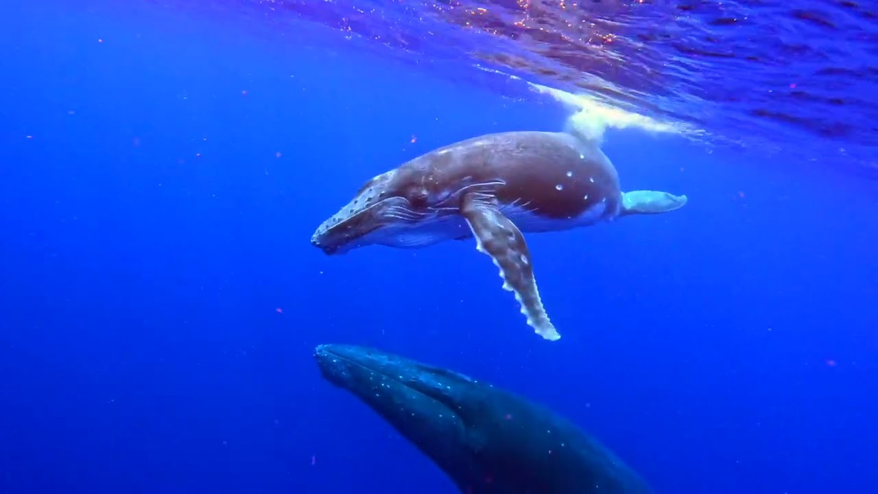 Snorkelling with Whales in Tonga