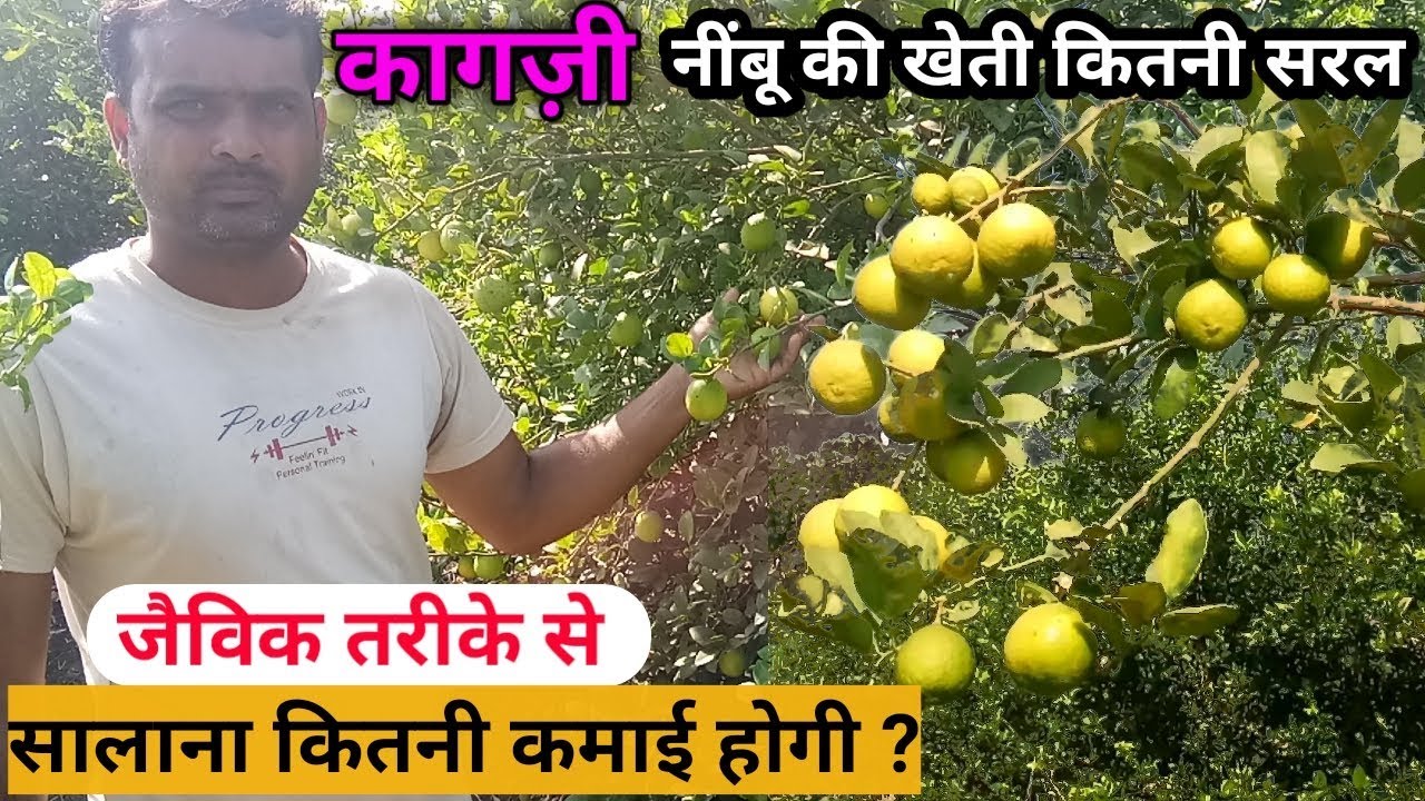 How to Grow Lemon Plant | Organic Lemon Farming | कैसे करे जैविक तरीके से कागज़ी नींबू की खेती
