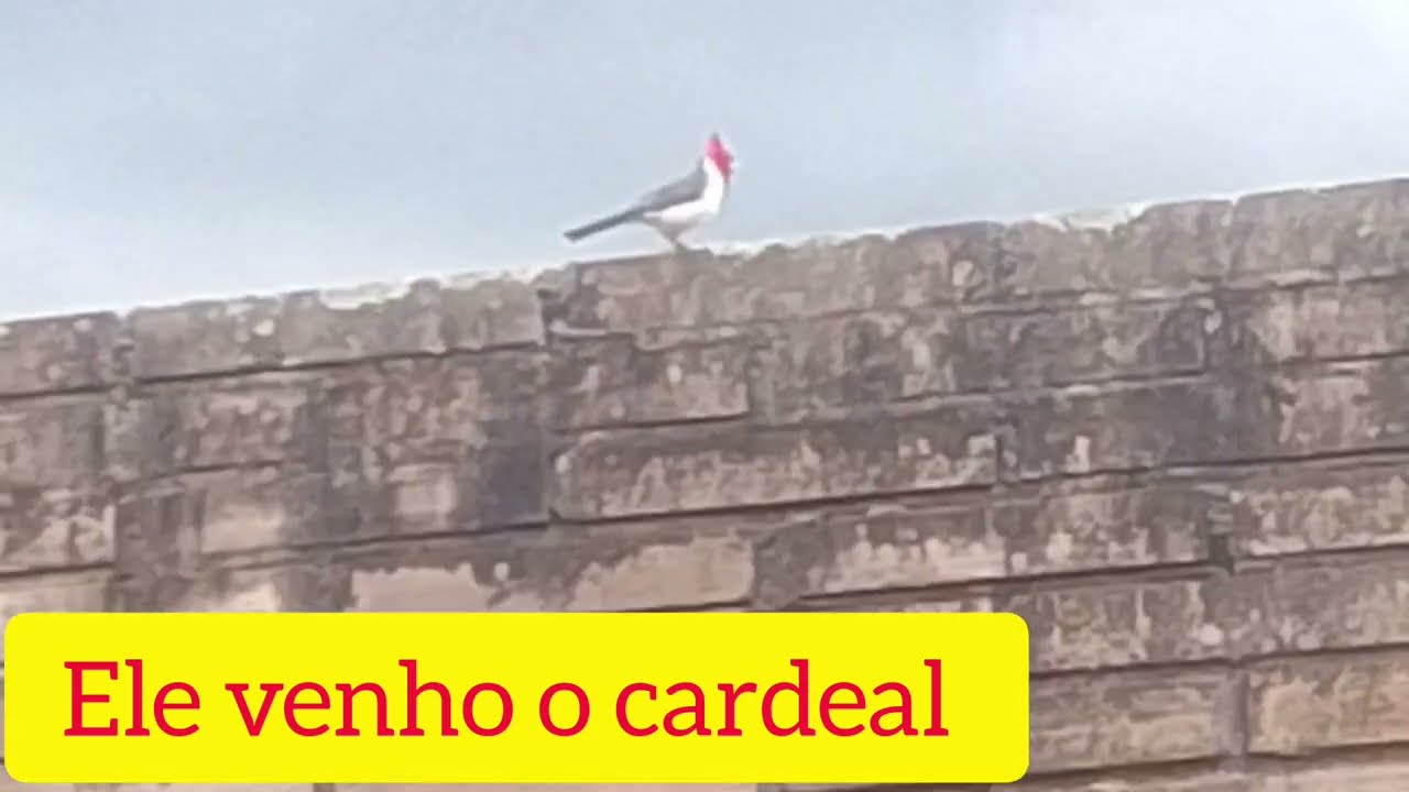 Vídeo curto p ver o cardeal pássaro lindo 