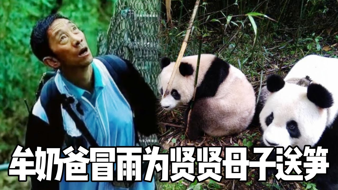 野培贤贤母子遭恶劣天气，牟奶爸不顾自身安危为其送笋，画面真让人心疼【你好大熊猫】