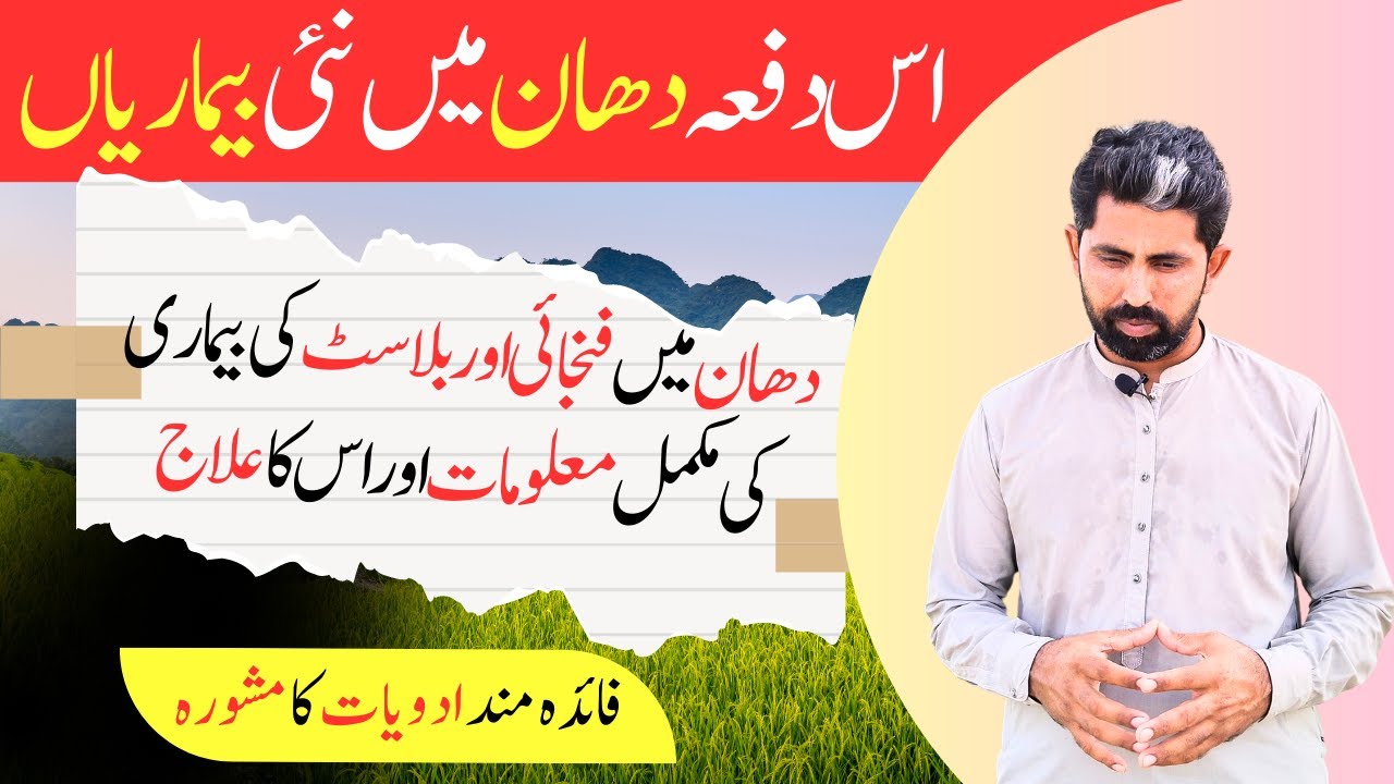 Fungal diseases of rice crop | Blast in rice crops | دھان میں فنگل بیماریوں کا مکمل حل
