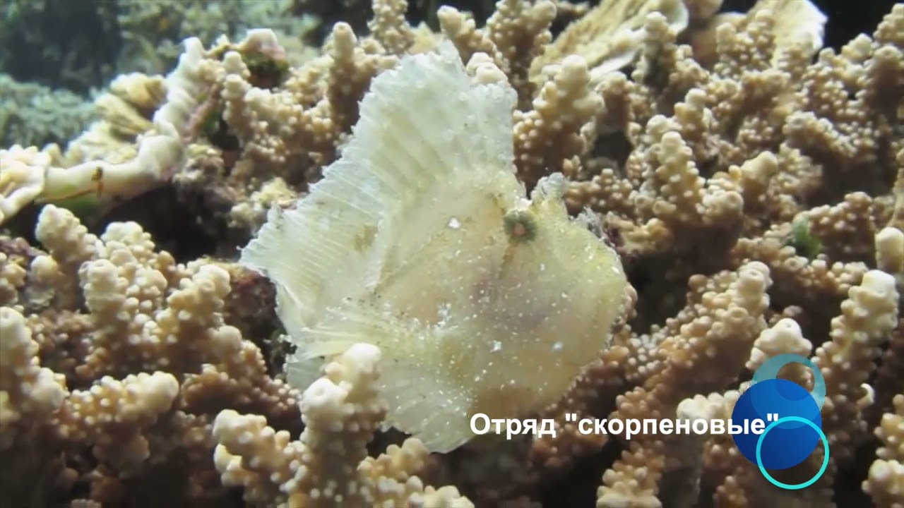 Ядовитые рыбы Мальдив Leaf Fish