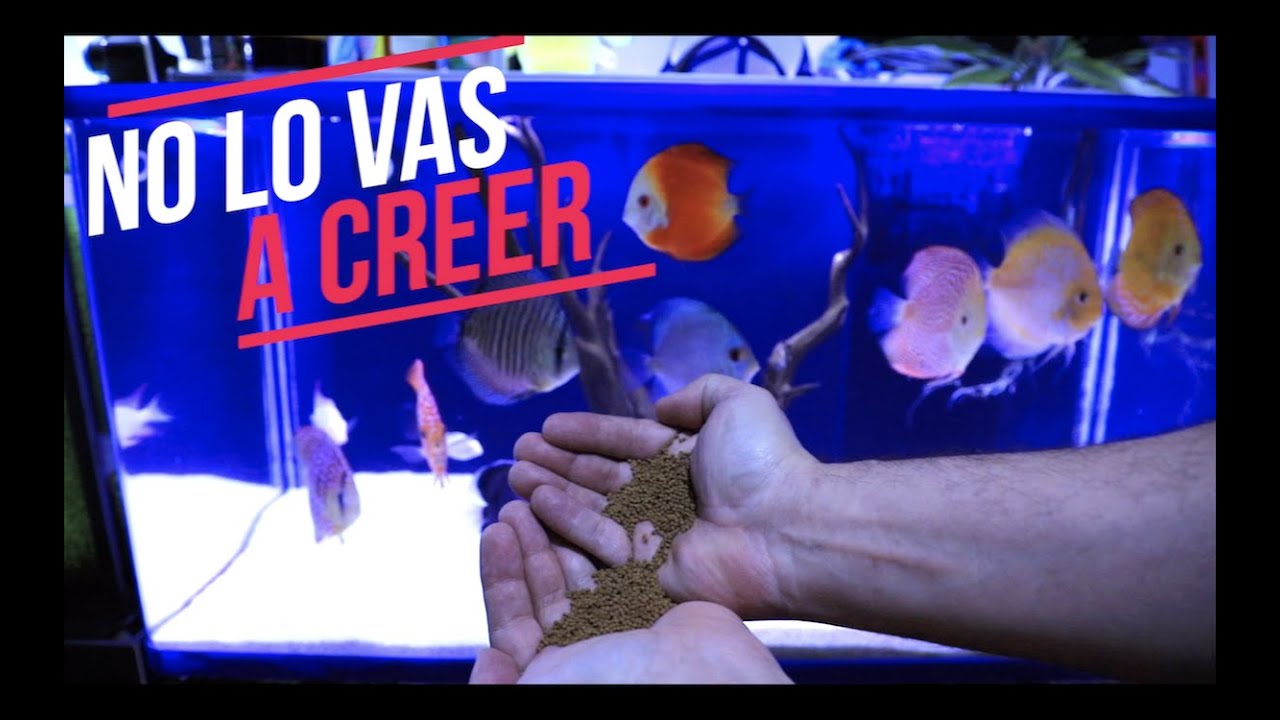 ALIMENTO MILAGROSO PARA CUALQUIER PEZ||||||🤯🐟🐠