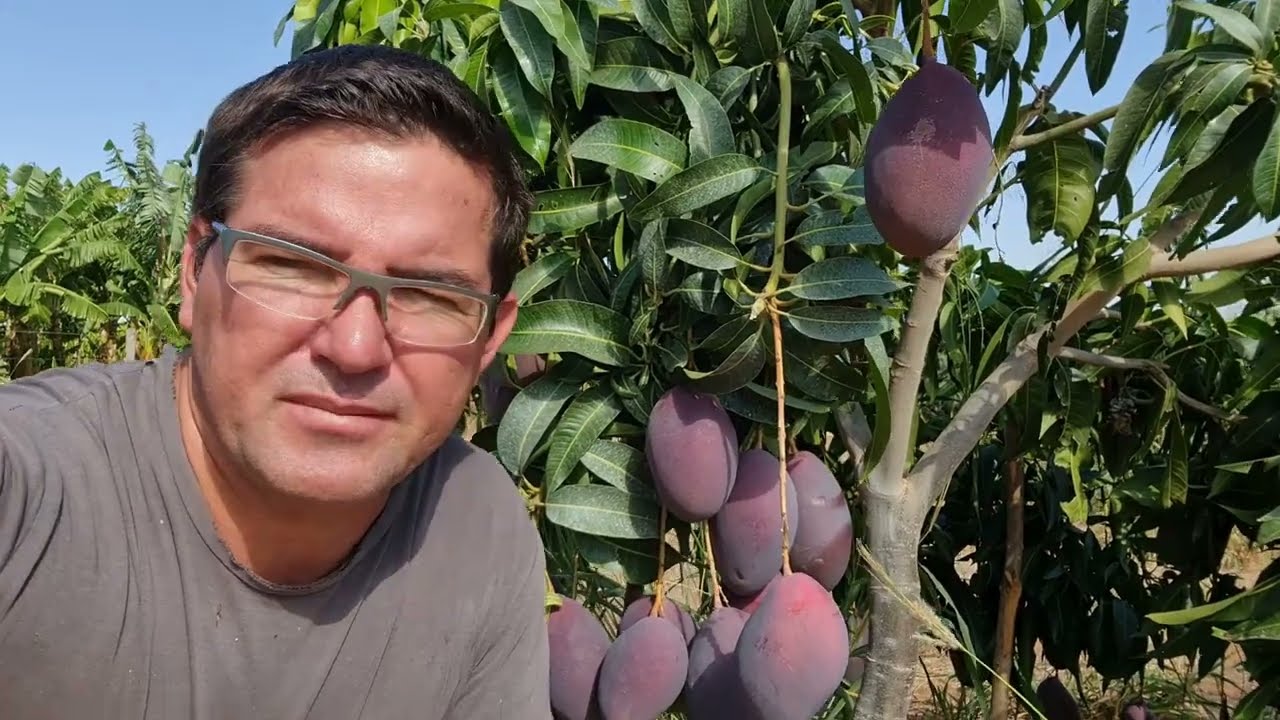 Como Cultivar Minha Mangueira