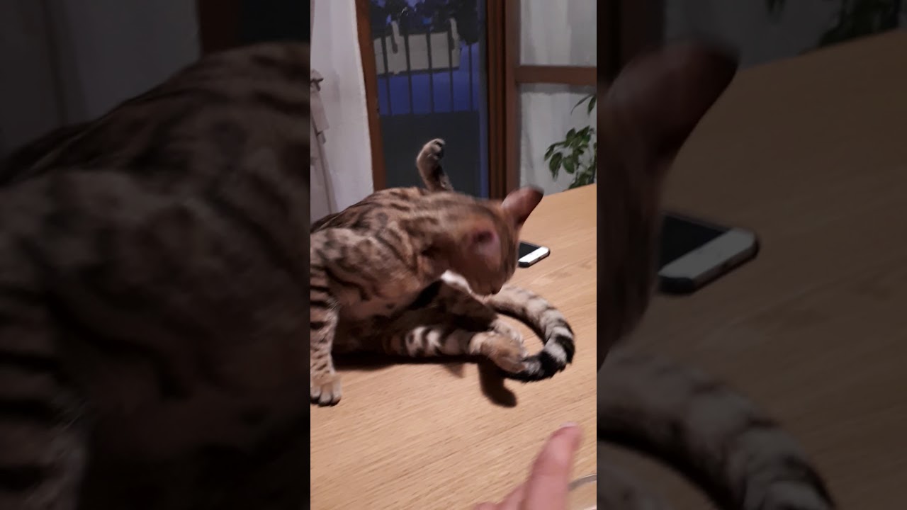 Riconoscere una gatta in calore, gesti di una gatta in calore. Gatto del Bengala