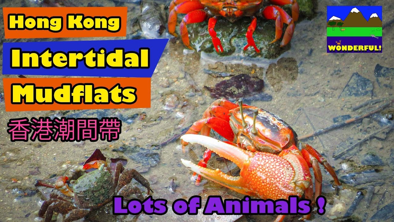 Hong Kong Intertidal Mudflats.  香港潮間帶 / 潮汐間 / 泥灘