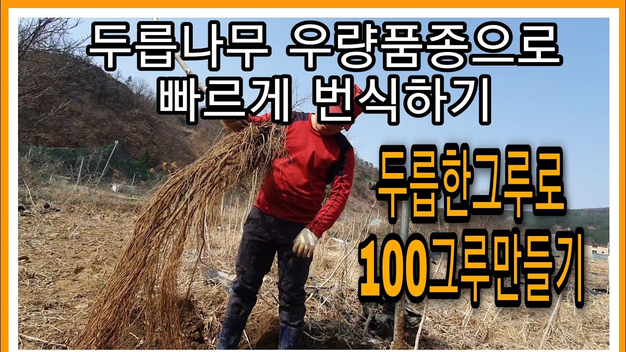 두릅나무 근삽 한그루로 100그루만들기