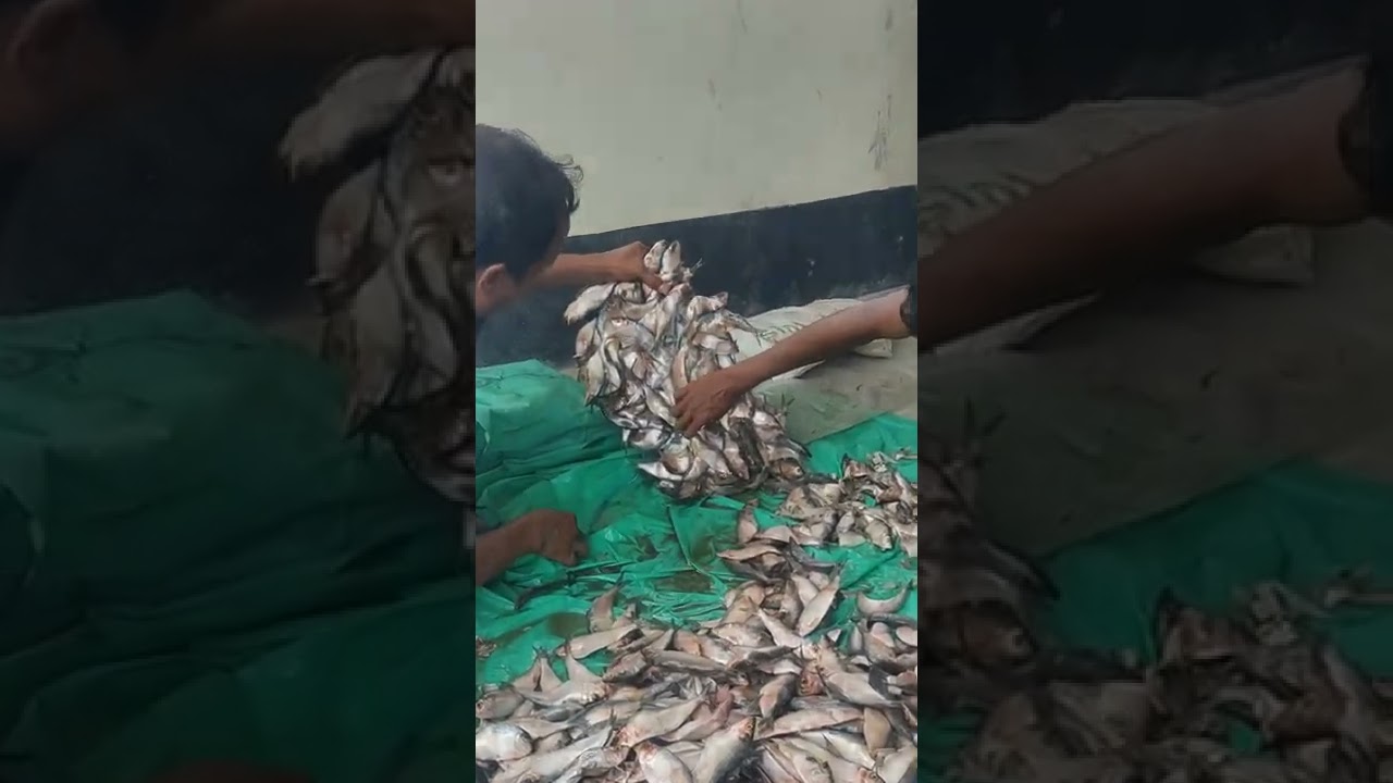 Hilsa Fish Non freezing | Fisherman Bhai