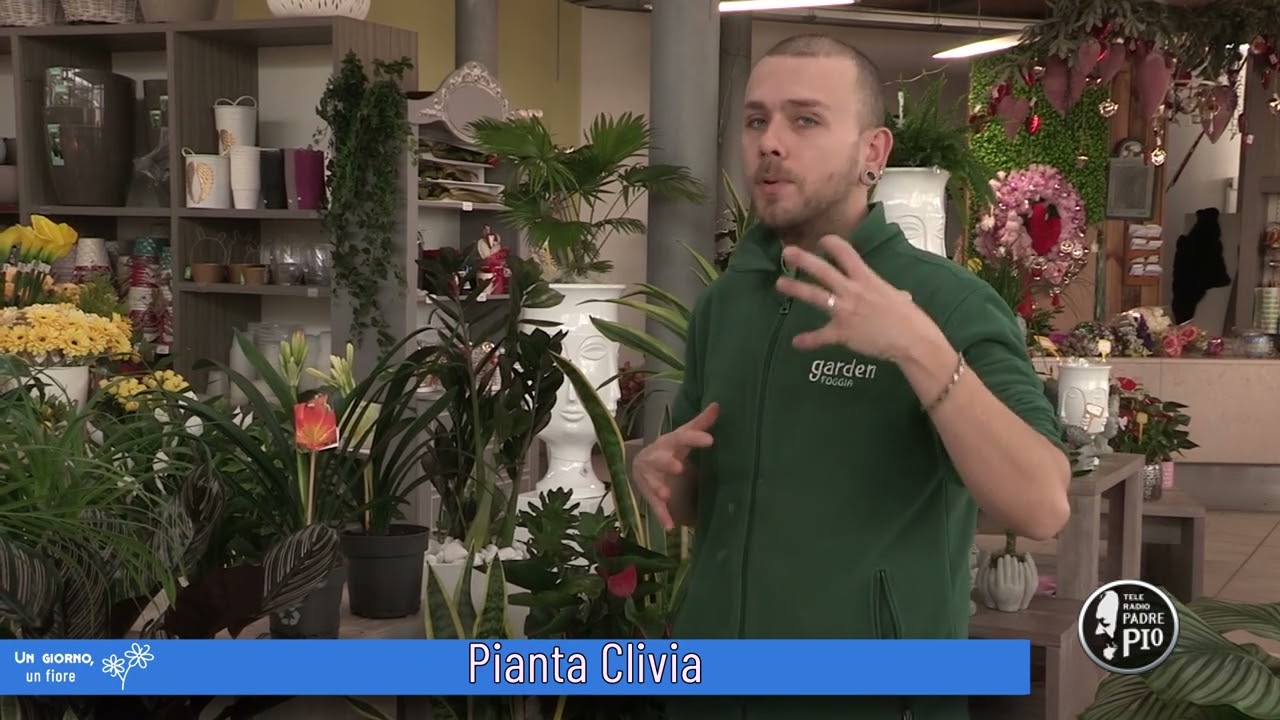 Pianta Clivia (Un giorno, un fiore 8 Marzo 2022)