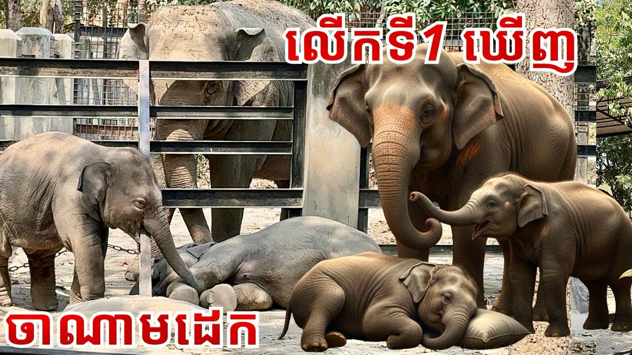 A Loving Elephant Family | Lomphat, Chanam & Chamroen at Phnom Tamao Wildlife Rescue Center