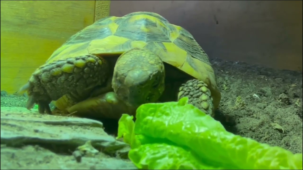 Tortoise Eating Close Up