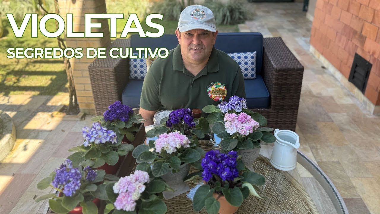Violetas | Segredos para Florescerem o Ano Todo