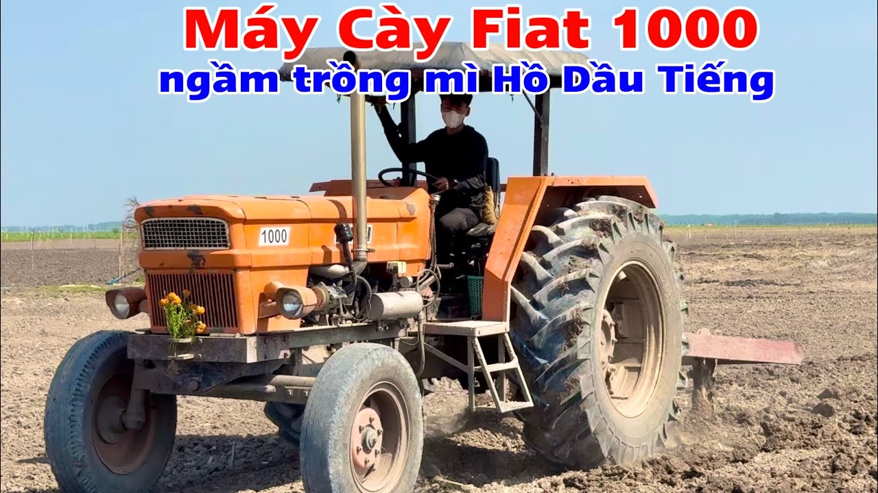 Trồng mì đất lòng hồ dầu tiếng không cần cày luôn nhé anh em 