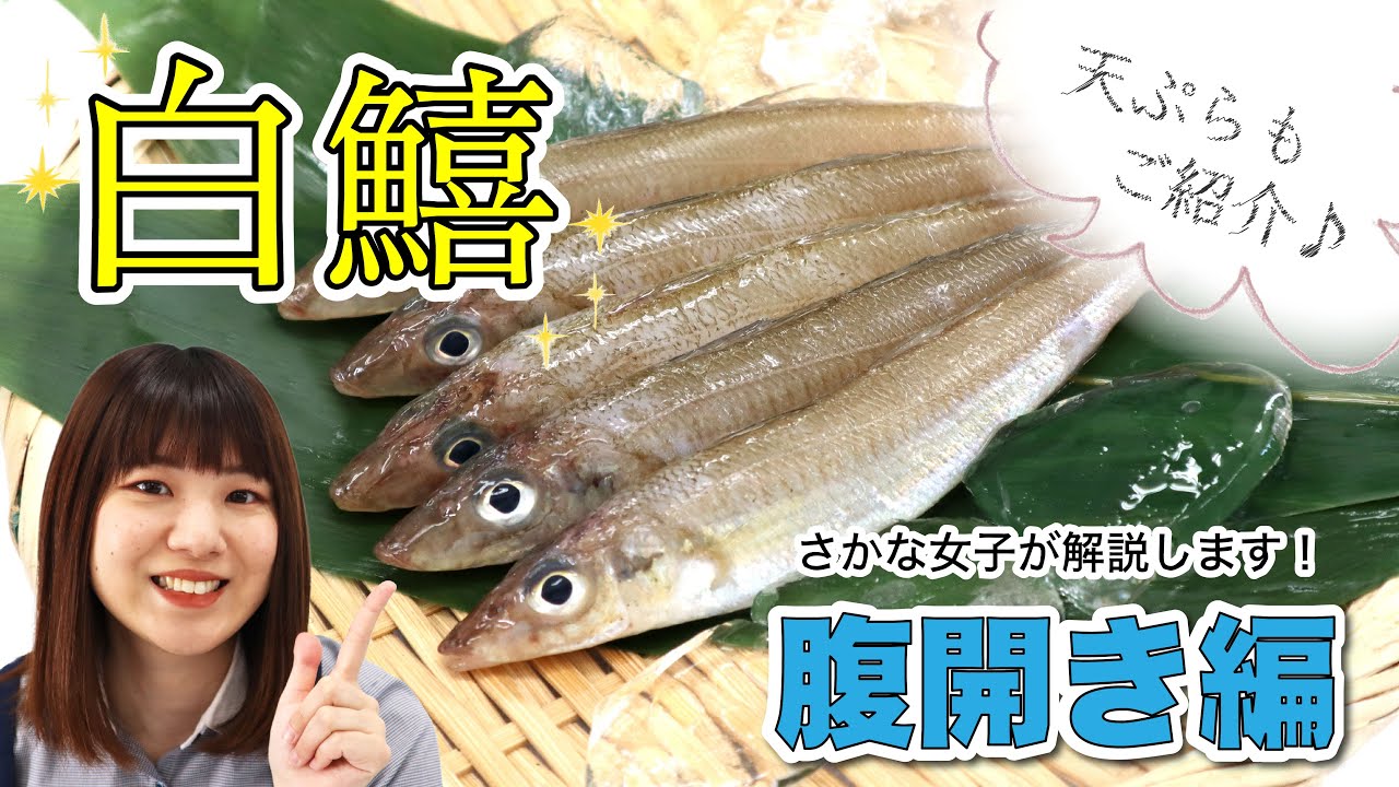 【さかな女子】シロギスを詳しく解説！簡単な開き方（腹開き）と天ぷらもご紹介♪｜クラハシ公式