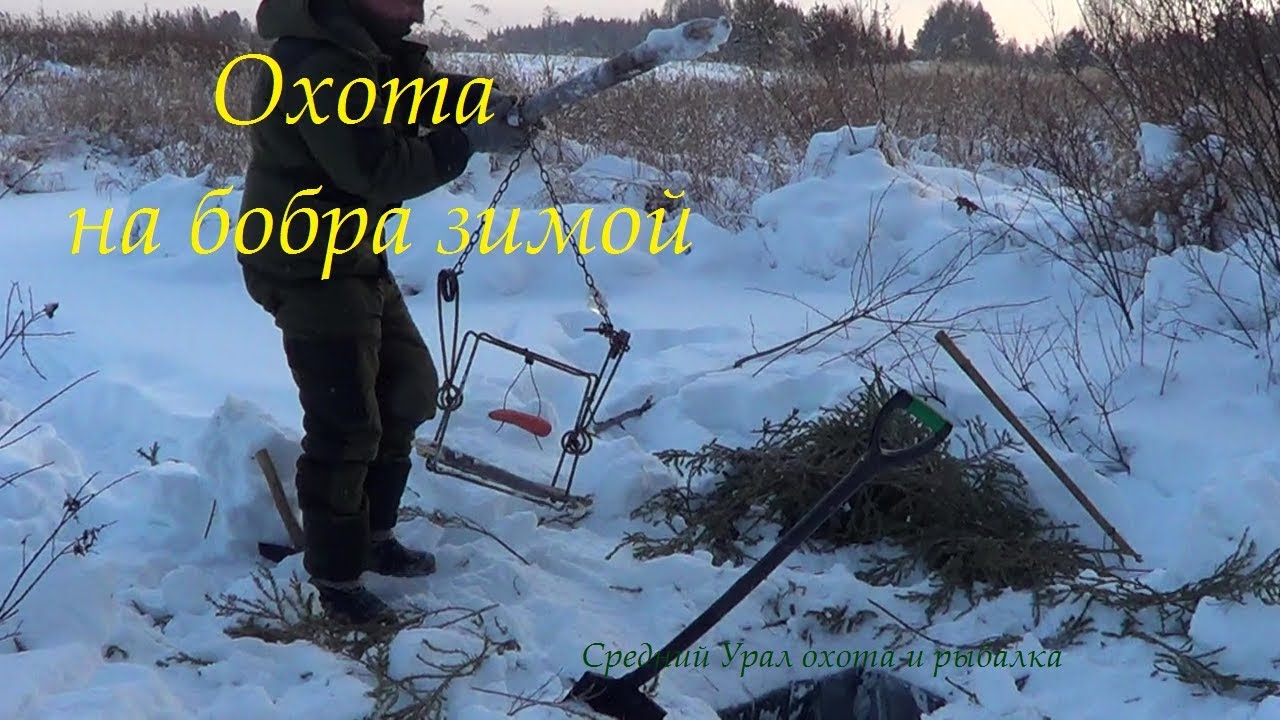 Охота на бобра зимой. Проверка Ящичной давилки на норку.