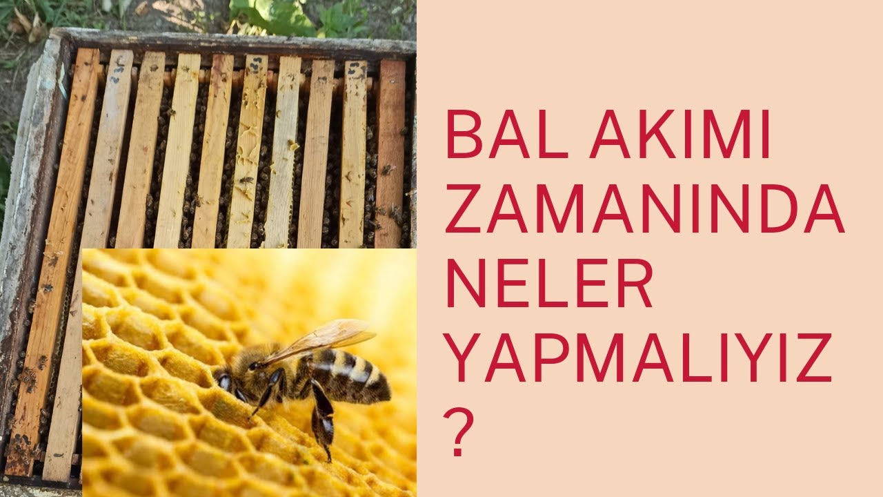 BAL AKIMI D&Ouml;NEMİNDE NELER YAPMALIYIZ- #arıcılık #beekeeping #bee #arı #balakımı #arıbakımı