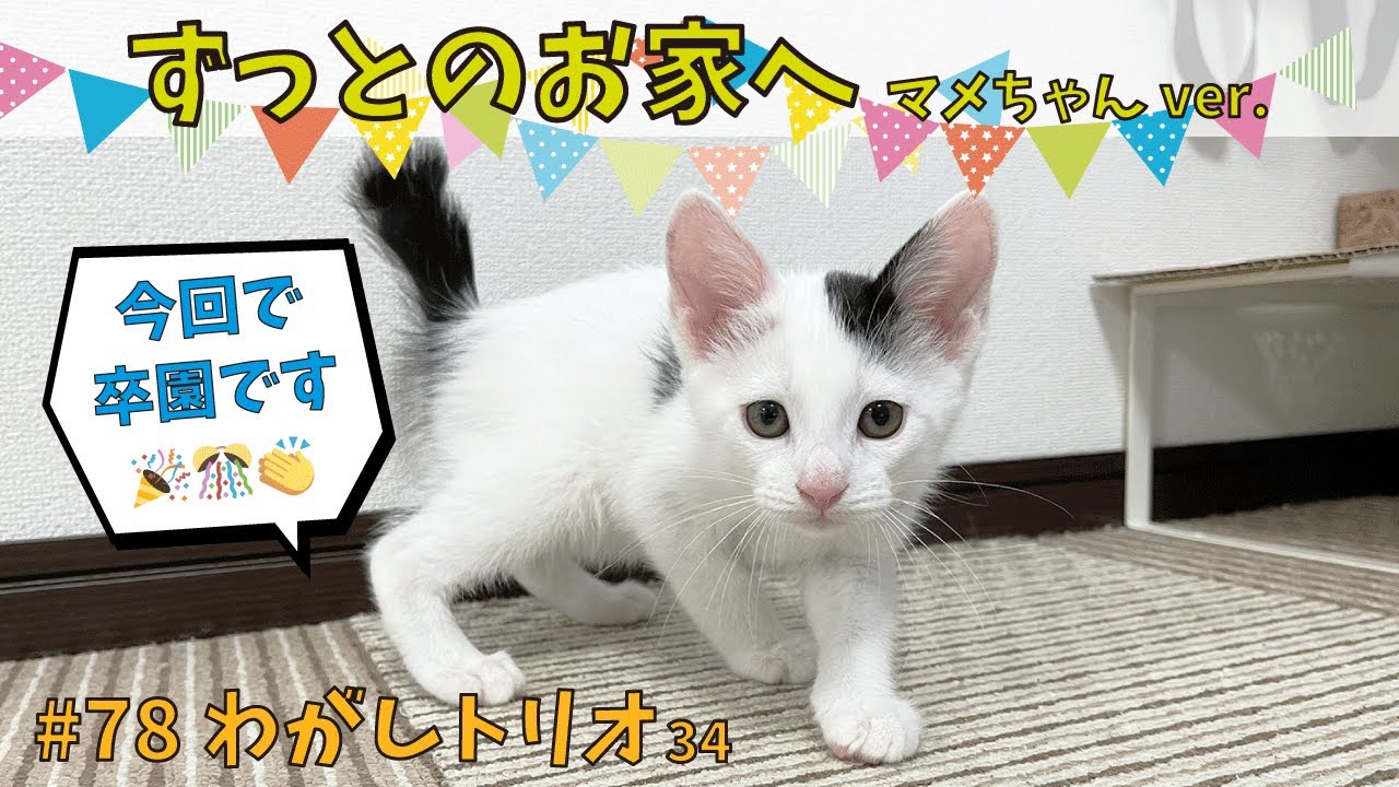 わがし34【マメちゃん里親さんのおうちへ🏠🎊🎉】里親決定特集🍡💎✨［#保護/#子猫/#ずっとのおうち］happy kitten😸