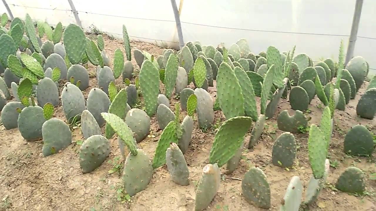 Figo da índia plantas de desdobramento vegetal na cactacea