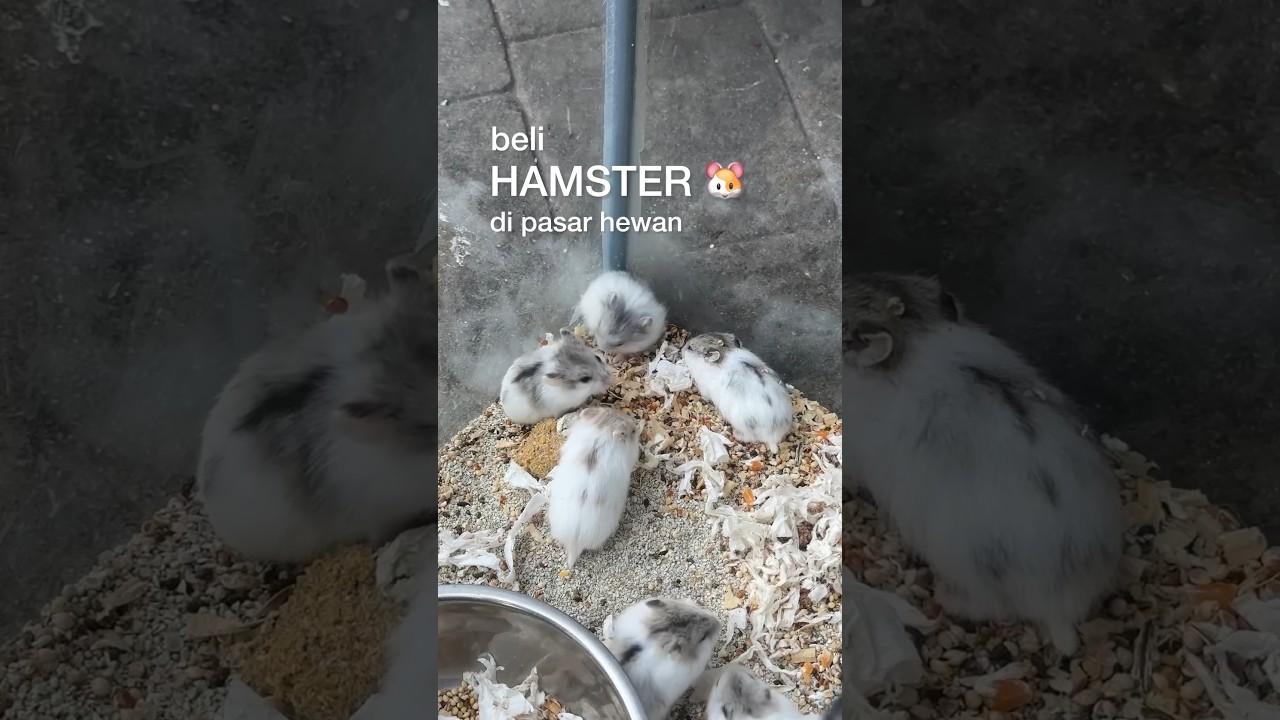 Beli Hamster di Pasar Hewan Barito + TIPS pilih yang jinak 🐹 #hamster #explorejakarta #placetogo