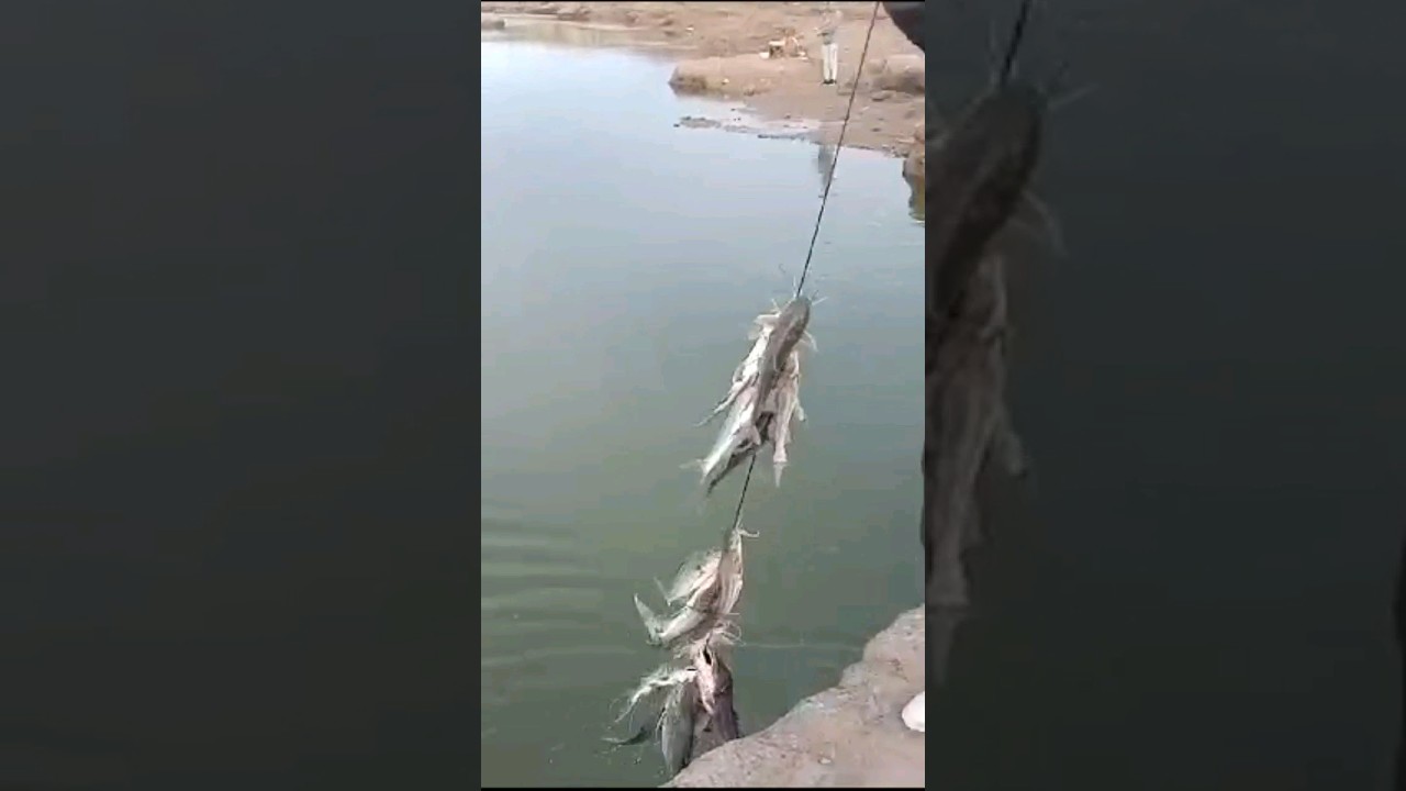 VOLVIMOS CON TODO #pesca #bagres #riosalado #gorch