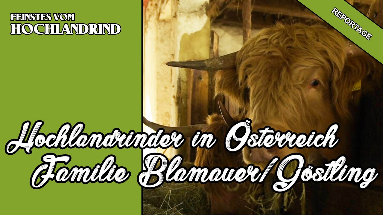 Hochlandrinder in Österreich Familie Blamauer, Göstling an der Ybbs | Reportage