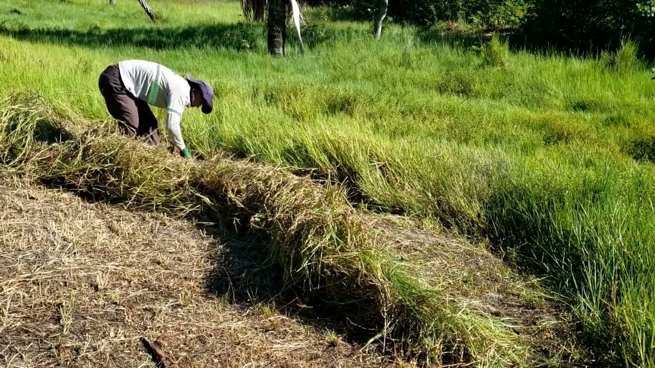 Como cortar capim (pic&uacute;ia)#criacaodegado #vidadero&ccedil;a #capim #silage