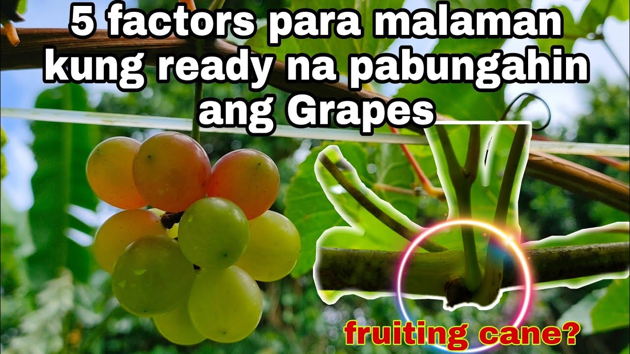 5 TIPS PARA MALAMAN KUNG READY NA MAGBUNGA ANG  GRAPES
