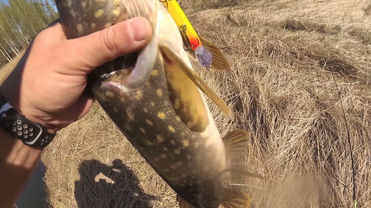 Щуки на 2,5 и 1,5 кг Копия на NORIES LAYDOWN MINNOW MID 110 SP, Салмо Слайдер 6S, TsuYoki CHANCE 115