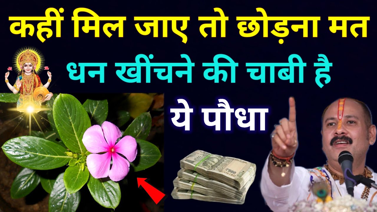 कहीं मिल जाए तो छोड़ना मत धन खींचने की चाबी है ये पौधा बना देगा धनवान..#Pradeepji_Mishra