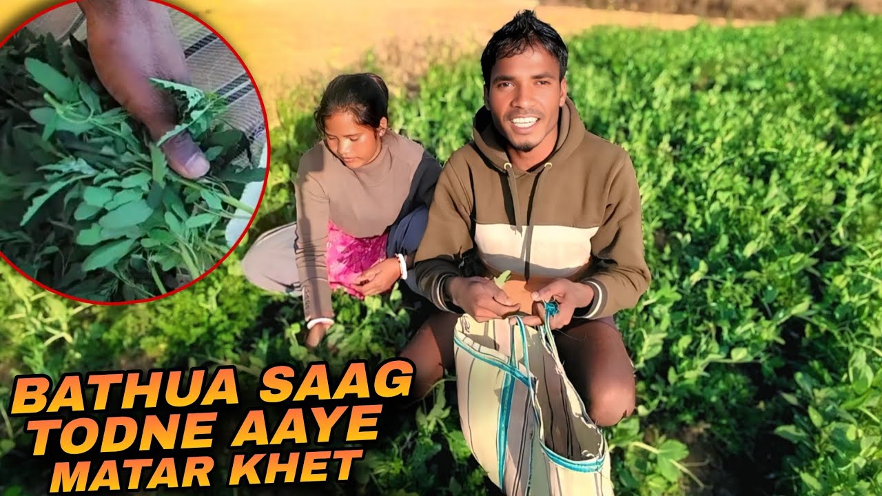 Bathua Saag Todne Aaye Chacha Log Ka Matar Khet Me 🌿