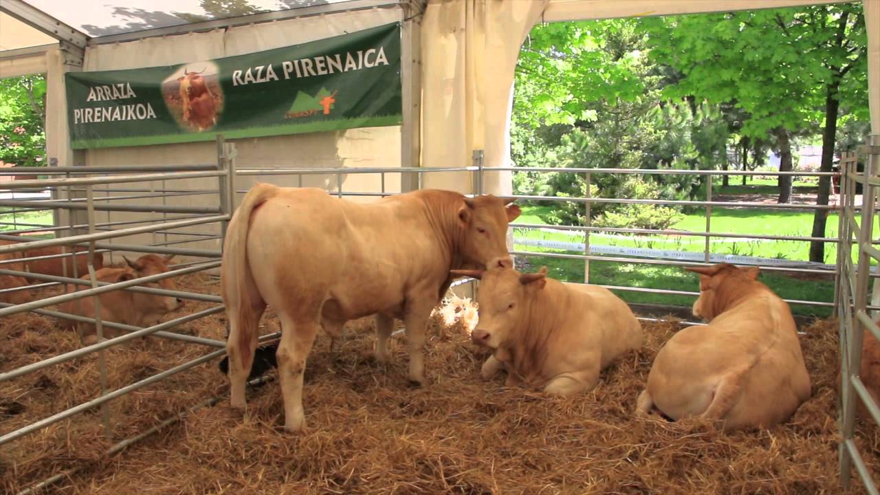 Arkaute subasta 2014