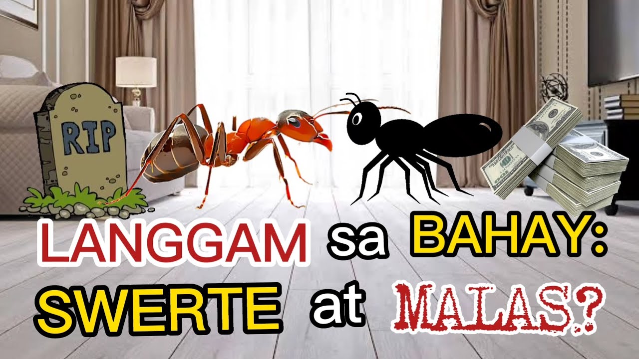 MGA PAHIWATIG NG LANGGAM SA INYONG BAHAY: MAY SWERTE AT MALAS? MGA PAMAHIIN SA LANGGAM